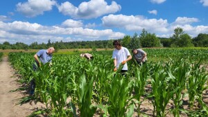 Наукова проблемна група з сортовивчення та селекції вітчизняних і зарубіжних сортів і гібридів кормової та цукрової кукурудзи