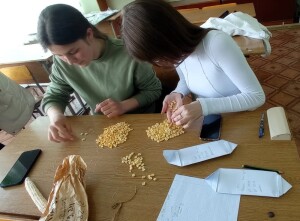 Наукова проблемна група з сортовивчення та селекції вітчизняних і зарубіжних сортів і гібридів кормової та цукрової кукурудзи